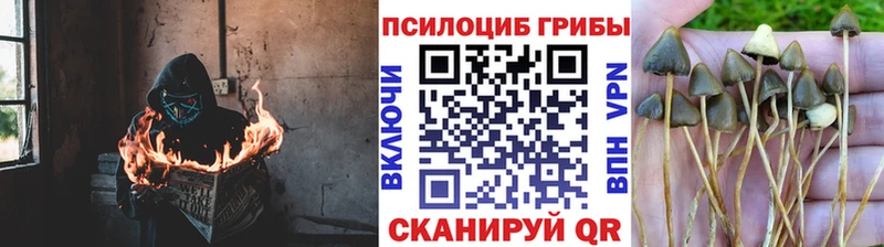 omg рабочий сайт  Спасск  Псилоцибиновые грибы Psilocybe  наркота 